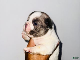 French Bulldog dogs - Ad 20