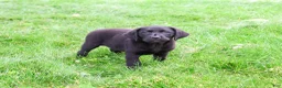 Labrador Retriever dogs for sale: Iridessa  - Ad 13