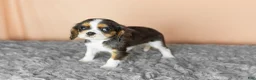 Cavalier King Charles Spaniel dogs for sale: Luna  - Ad 2