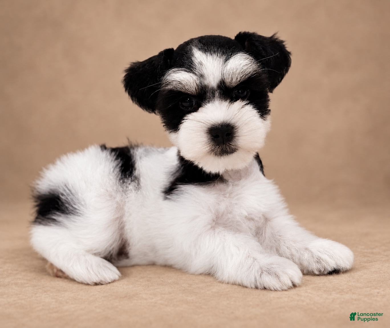 Miniature Schnauzer dogs for sale: Miniature Schnauzer 3 - Ad 22