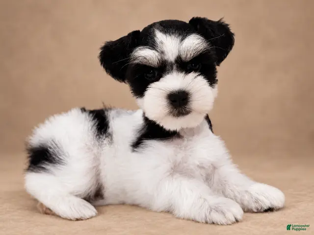 Miniature Schnauzer dogs for sale: Miniature Schnauzer 3 - Ad 22