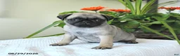 Pug dogs for sale: Tanya - Ad 2