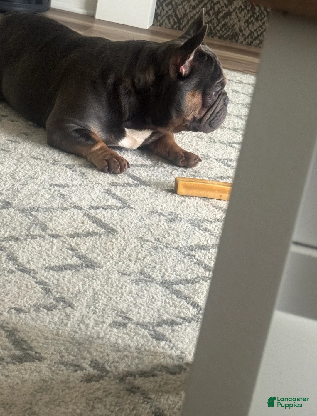 French Bulldog dogs for sale: Blue - Ad 2