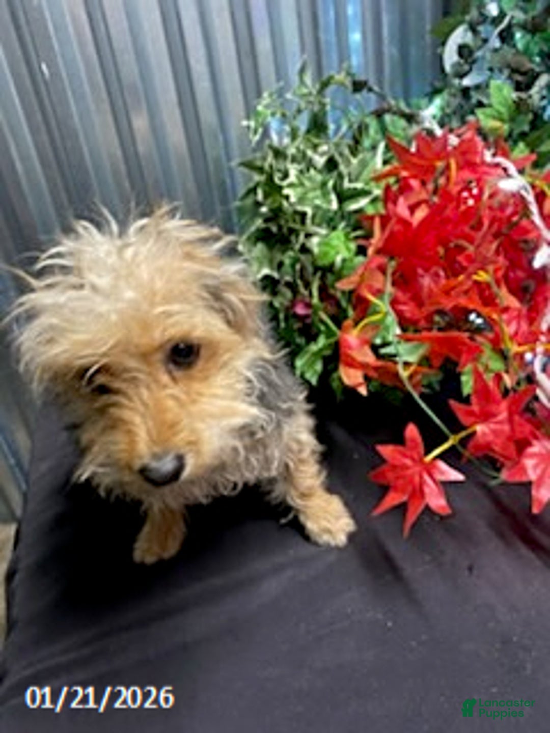 Yochon dogs for sale: Sean - Ad 12