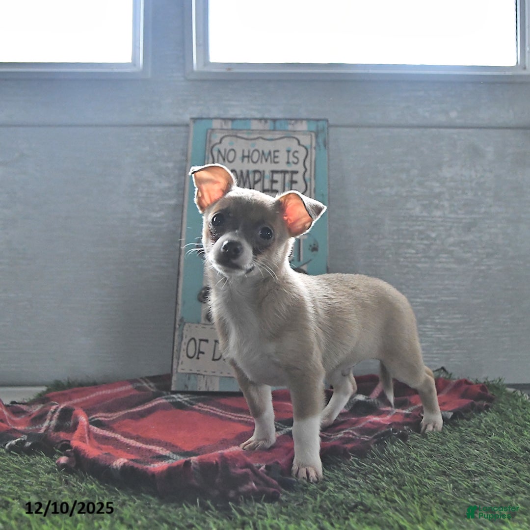 Chihuahua dogs for sale: Fritz - Ad 2