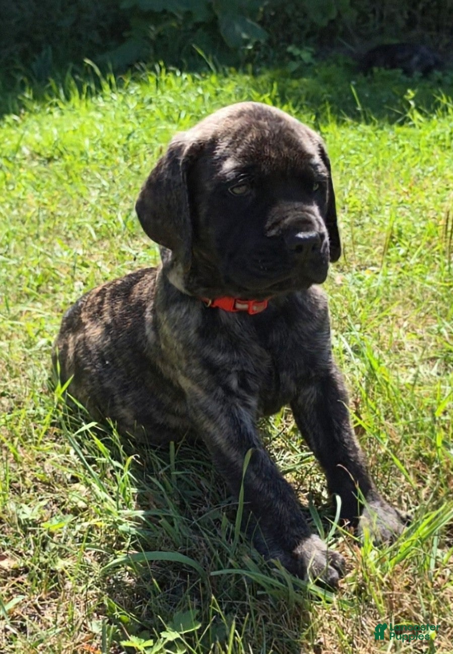 English Mastiff dogs Tigger - Ad 2
