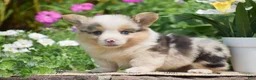 Welsh Corgi Pembroke dogs for sale: Caesar - Ad 2