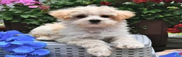 Maltipoo dogs for sale: Snickers - Ad 3