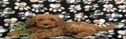Mini Goldendoodle dogs for sale: Isaias Hypoallergenic - Ad 4