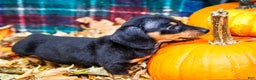 Miniature Dachshund dogs for sale: Roger - Ad 12