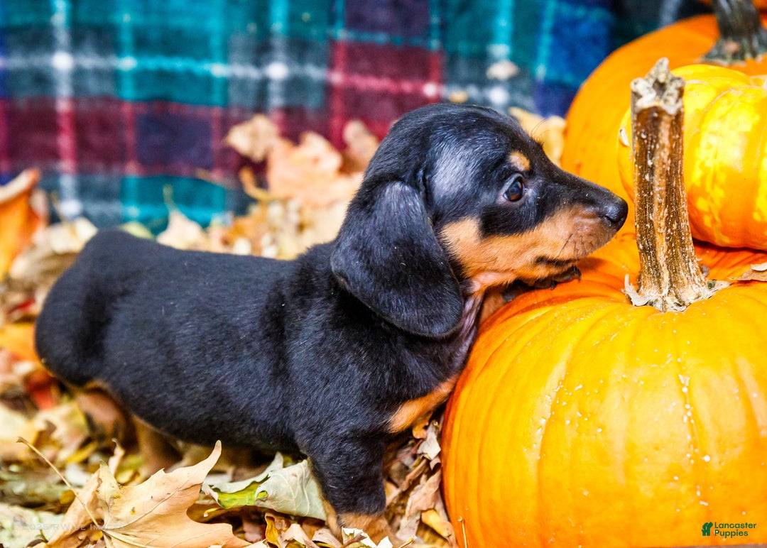 Miniature Dachshund dogs for sale: Roger - Ad 12