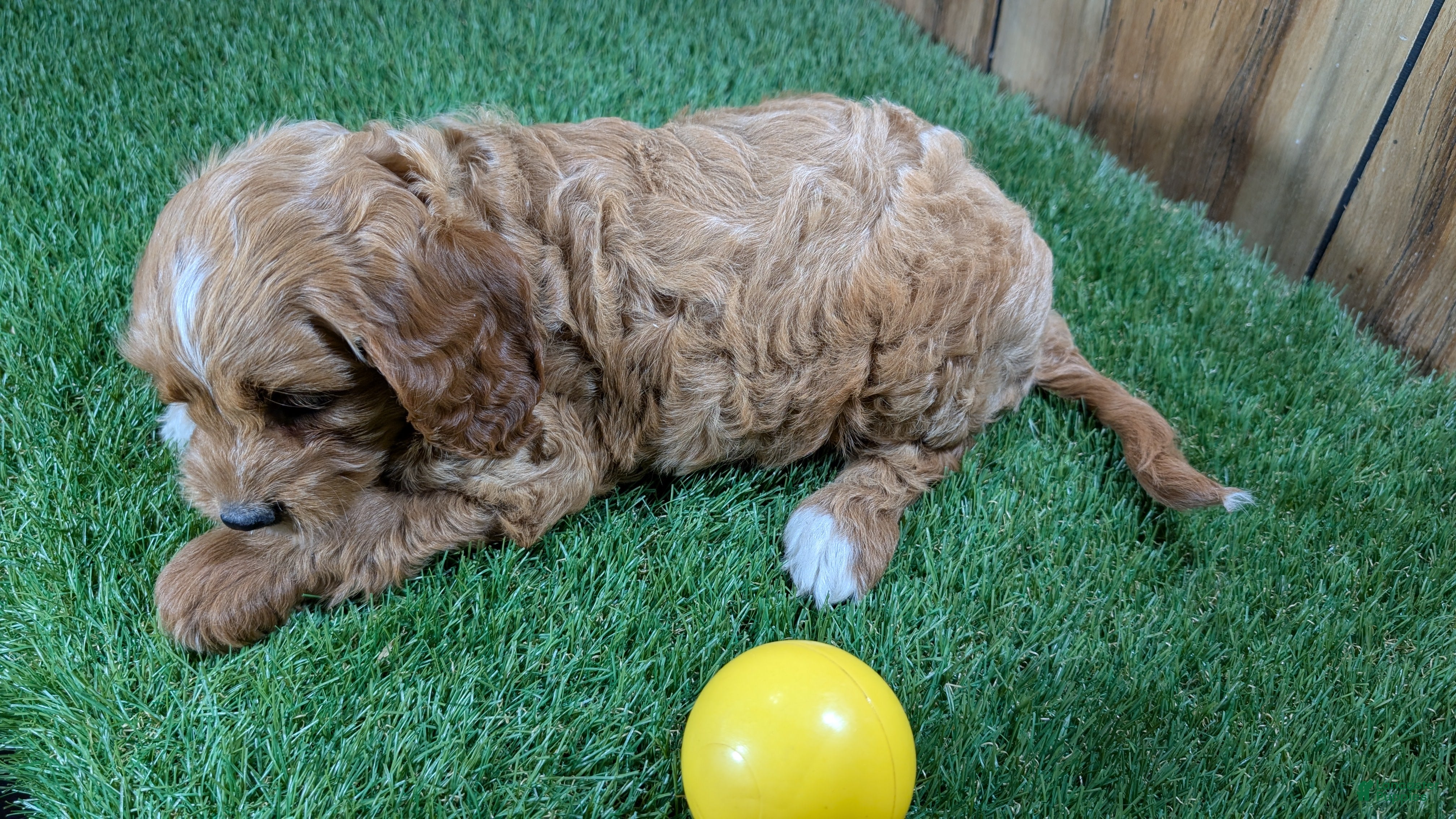 Cavapoo dogs Jazzy Boy 7 - Ad 1