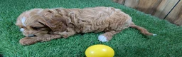 Cavapoo dogs for sale: Jazzy Boy 7 - Ad 3