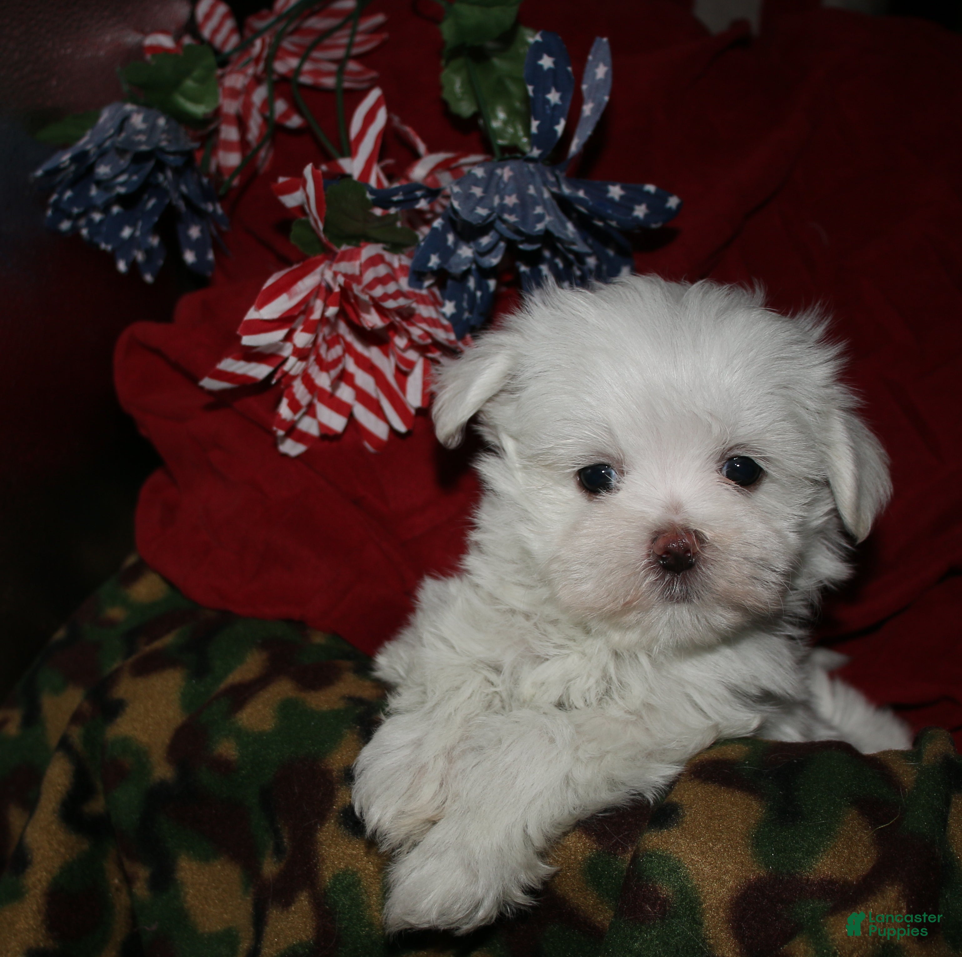 Maltese dogs Chester - Ad 1