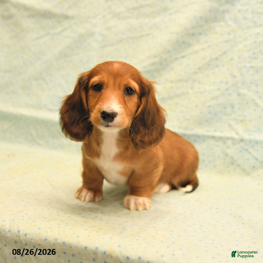 Dachshund dogs Larry - Ad 1