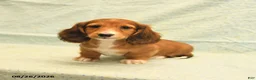 Dachshund dogs for sale: Larry - Ad 1