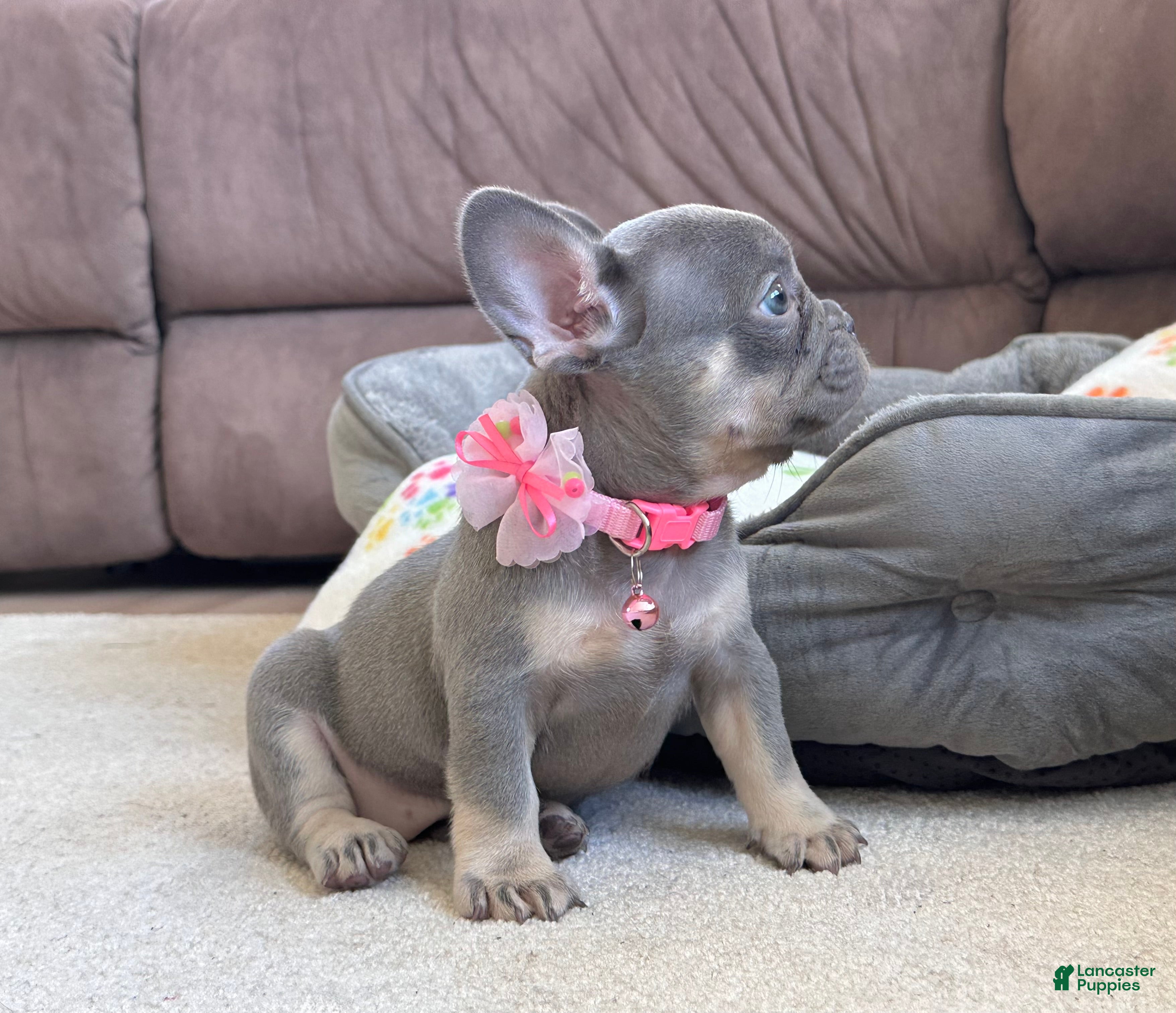 French Bulldog dogs Tasha Video Ad - Ad 1