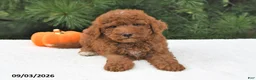 Mini Goldendoodle dogs for sale: Winston - Ad 5
