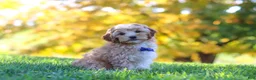 Yorkiepoo dogs for sale: Asher - Ad 6