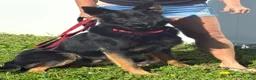 German Shepherd dogs for stud: Sebastian  - Ad 5