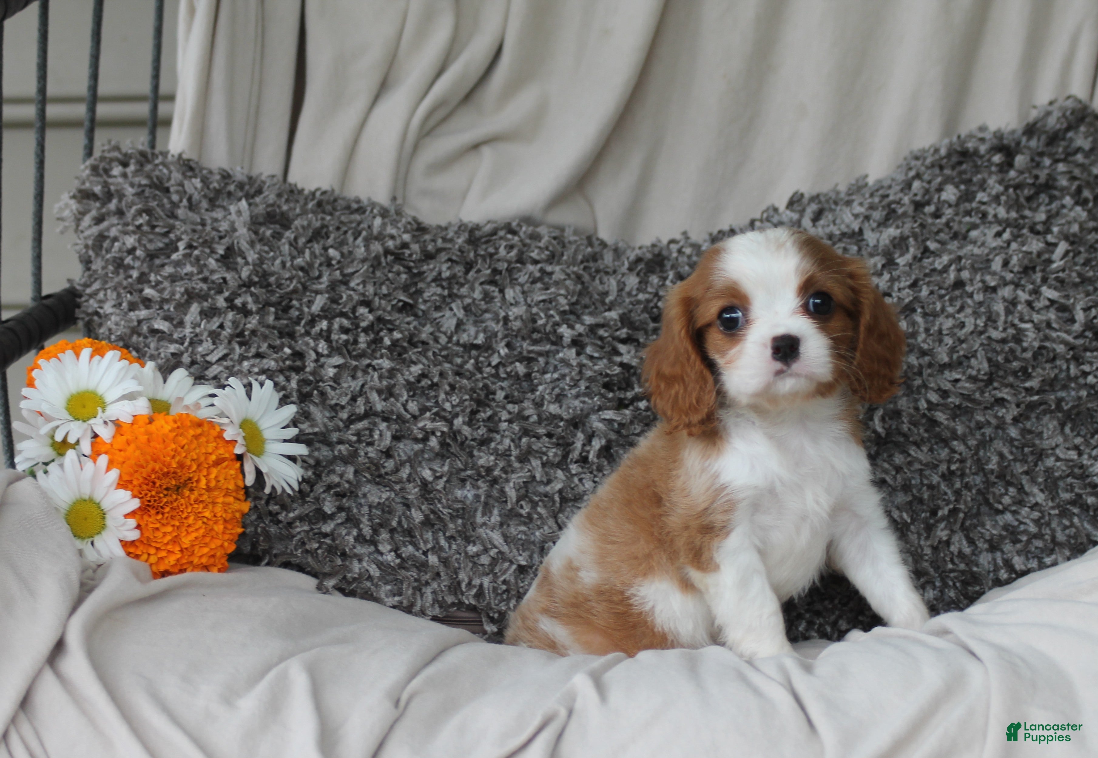 Cavalier King Charles Spaniel dogs Paul - Ad 2