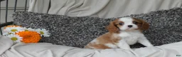 Cavalier King Charles Spaniel dogs for sale: Paul - Ad 2