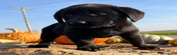 Labrador Retriever dogs for sale: Remy  - Ad 9