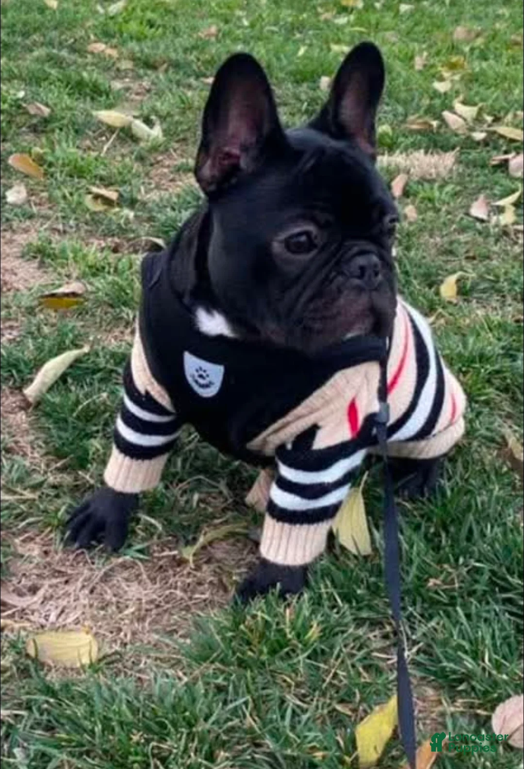 Frenchton dogs for sale: Frenchton Puppy 2 - Ad 2