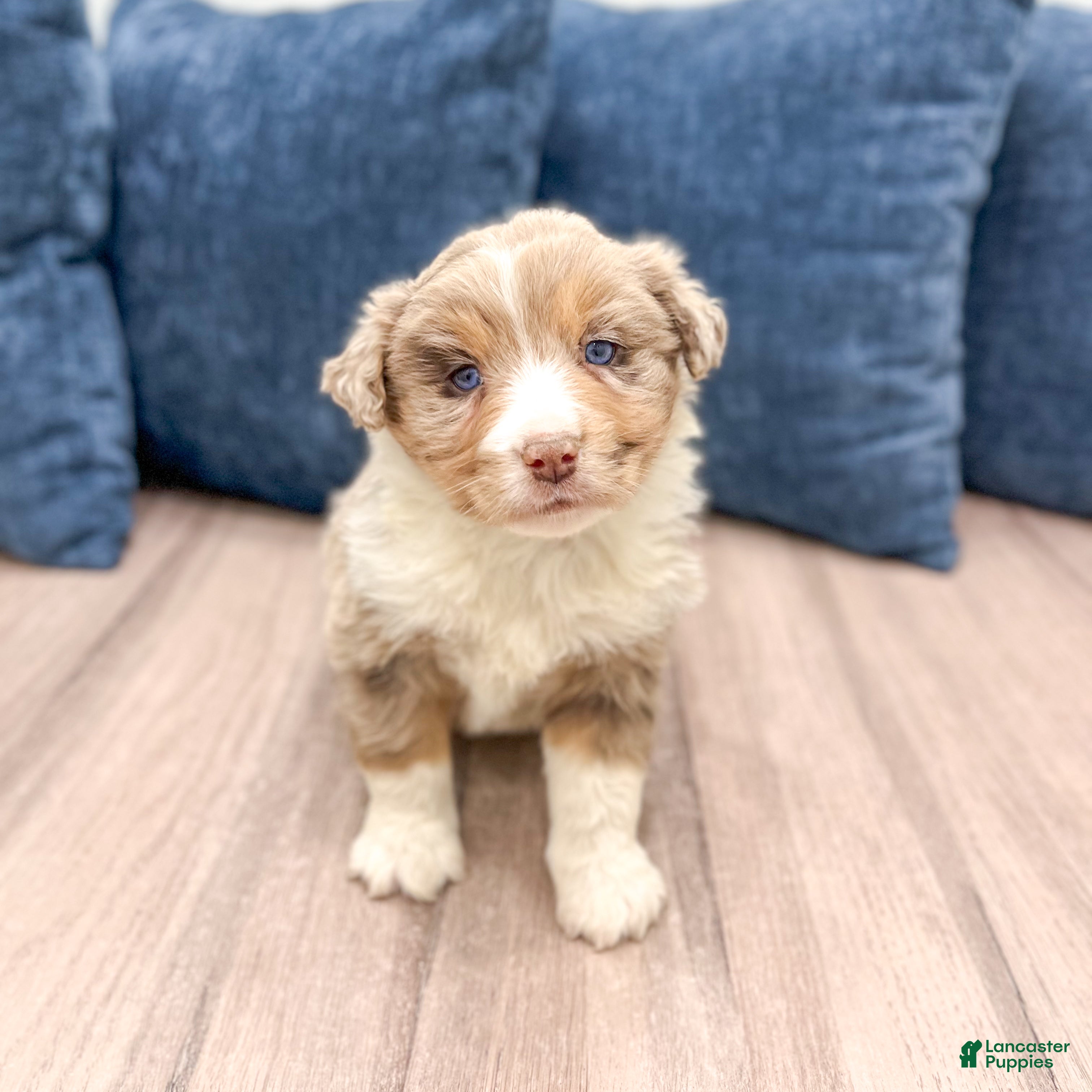 Australian Shepherd dogs Oliver - Ad 1