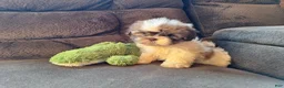 Teddy Bear dogs for sale: Rocky - Ad 8