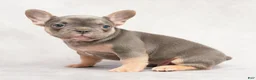 French Bulldog dogs for sale: Morris - Ad 1