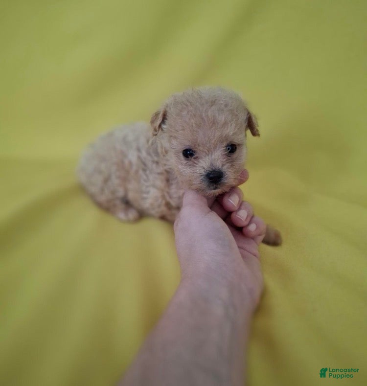 Maltipoo dogs Baby - Ad 2