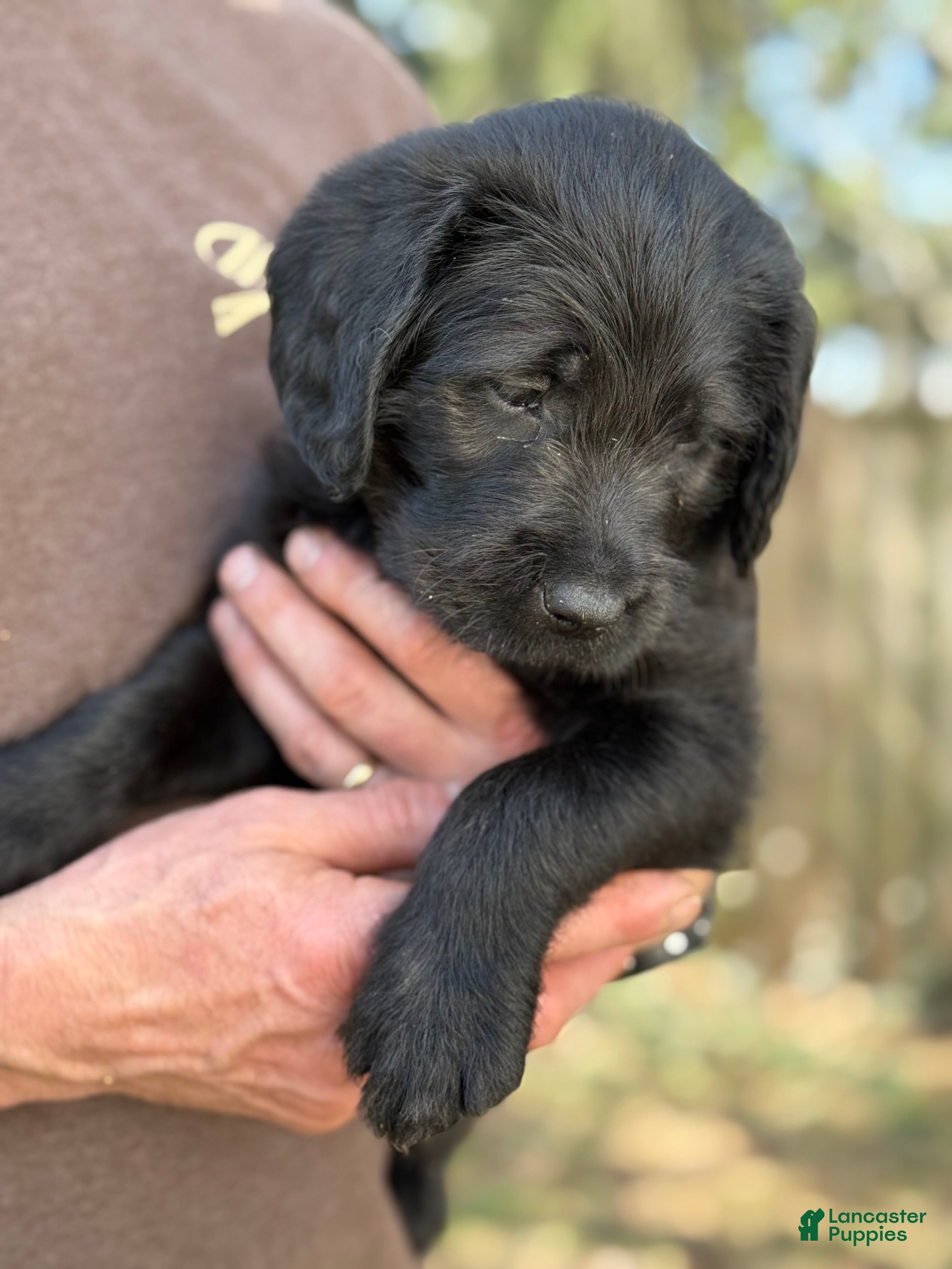 Mixed Breed dogs Mixed Breed Puppy 1 - Ad 14