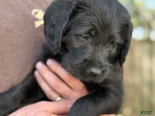 Mixed Breed dogs Mixed Breed Puppy 1 - Ad 14