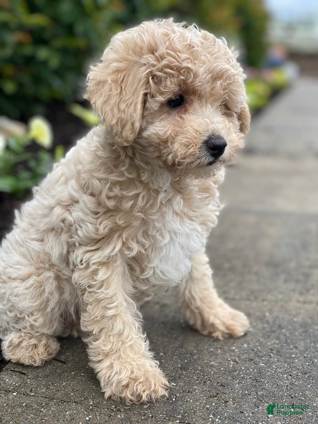 Miniature Poodle dogs for sale: Pansy - Ad 3