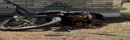Rottweiler dogs for sale:  1 - Ad 4