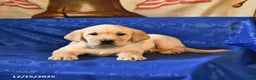 Labrador Retriever dogs for sale: Hickory - Ad 3