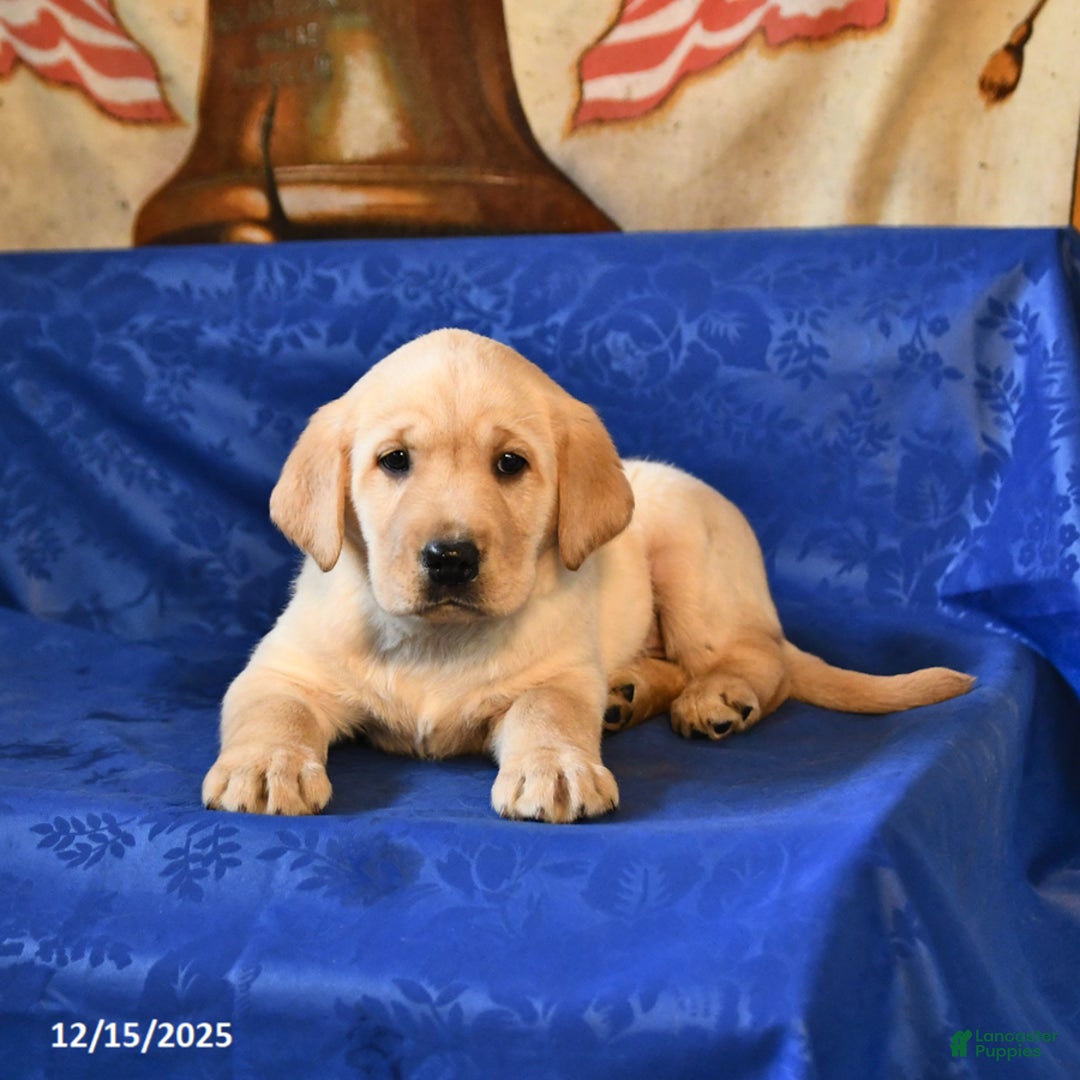 Labrador Retriever dogs for sale: Hickory - Ad 3