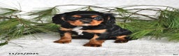 Cavalier King Charles Spaniel dogs for sale: Autumn - Ad 1