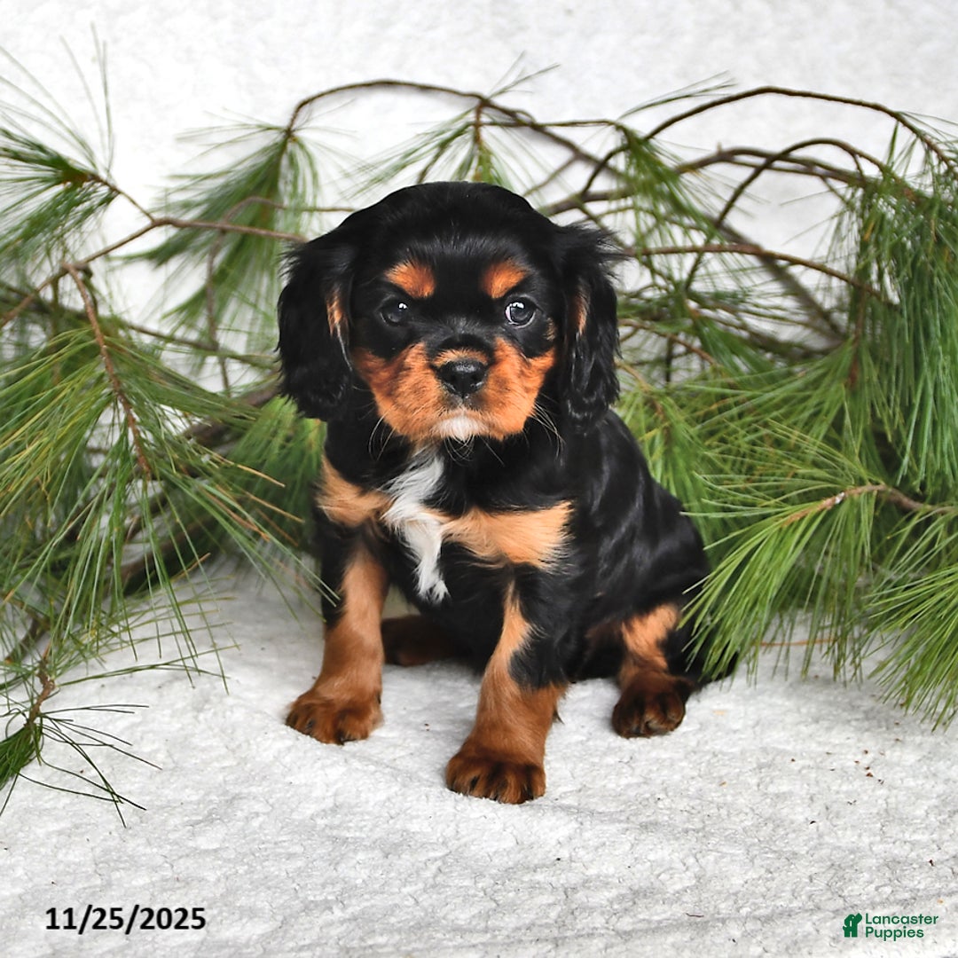 Cavalier King Charles Spaniel dogs for sale: Autumn - Ad 1