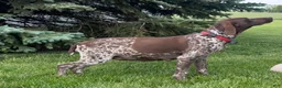 German Shorthaired Pointer dogs for sale: Orange Male - Ad 5