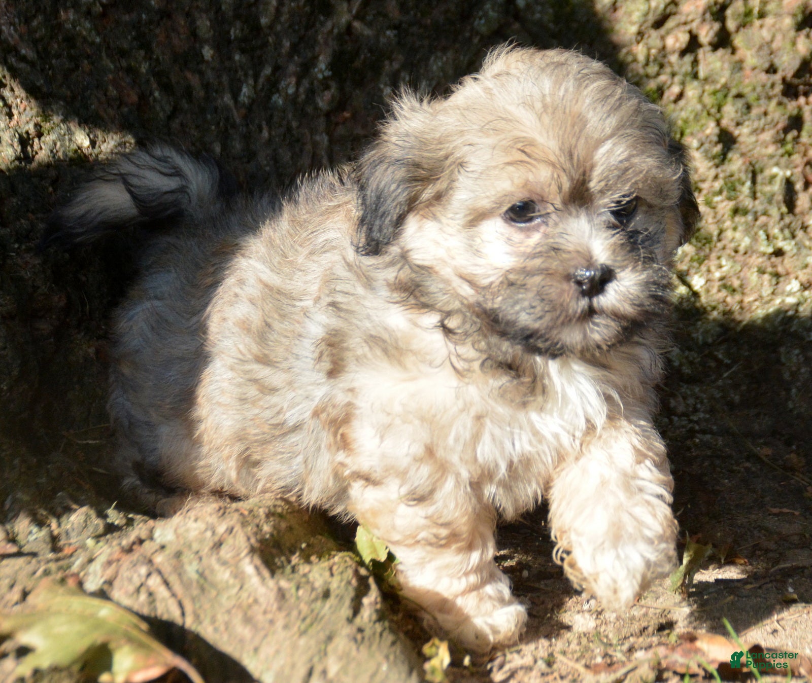 Shihpoo dogs Sam Shihpoo 1 - Ad 1