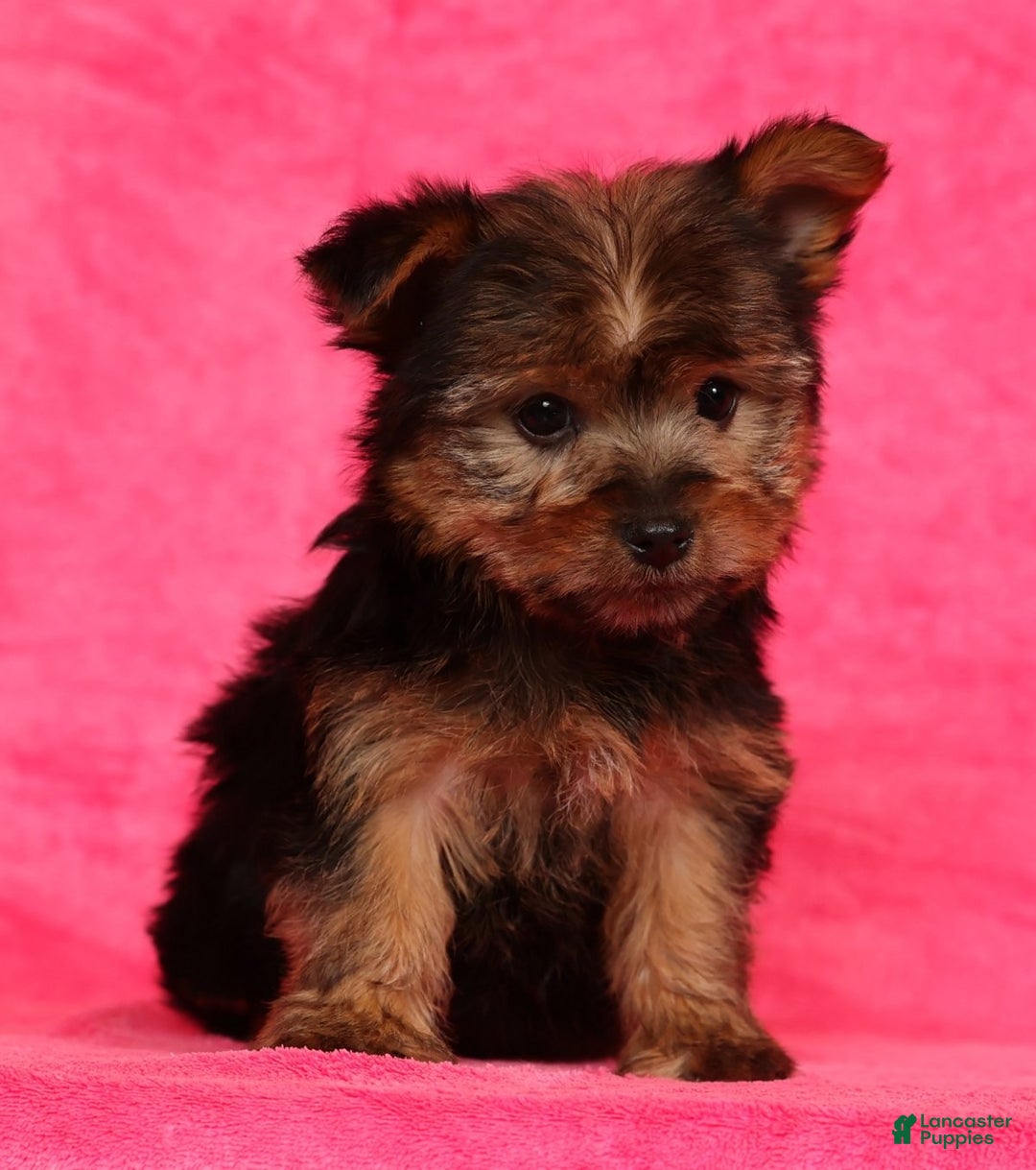 Yorkshire Terrier dogs for sale: Buddy - Ad 4