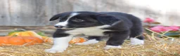 Border Collie dogs for sale: Tabitha - Ad 5