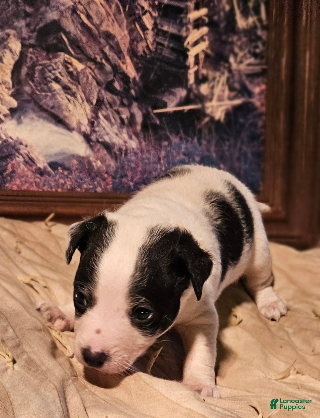 Chihuahua dogs for sale: Rocky - Ad 8