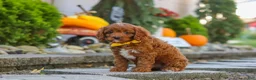 Cavapoo dogs for sale: Benji - Ad 8