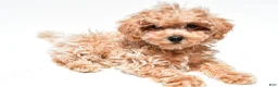 Maltipoo dogs for sale: Captain - Ad 3