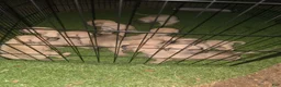 Black Mouth Cur dogs for sale: Black Mouth Cur - Ad 19