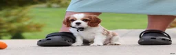 Cavalier King Charles Spaniel dogs for sale: Arby - Ad 7