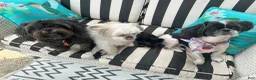 Shih Tzu dogs for sale: Shih Tzu Puppy 1 - Ad 4